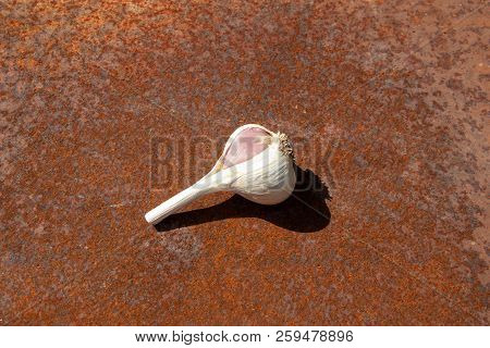 Cloves Of Garlic From New Harvest On Rusty Melallic Surface Background Center