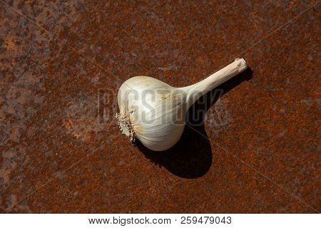 Head Of Garlic From New Harvest On Rusty Melallic Surface Background Center