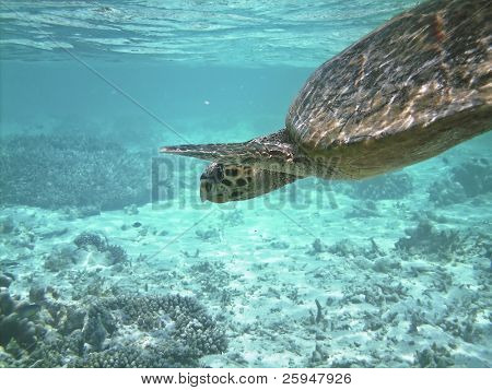 Tartaruga di mare sta nuotando sopra una barriera corallina con pesci vari