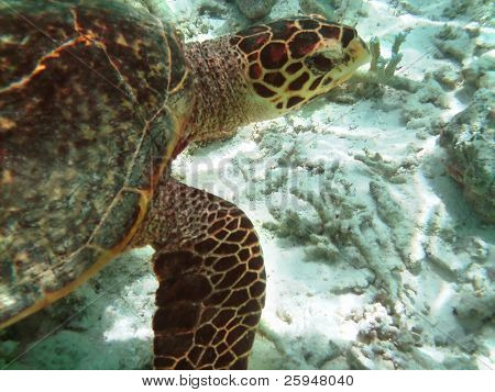 Tartaruga di mare sta nuotando sopra una barriera corallina con pesci vari