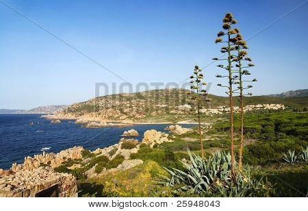ภูมิทัศน์ทะเล Sardinian ก้อนหินของไอโซล่านั่ง plat เป็นอากาเว่ช่วงต้นร้ายพันธุ