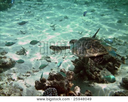 Tartaruga di mare sta nuotando sopra una barriera corallina con pesci vari