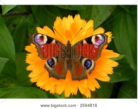 Buterfly