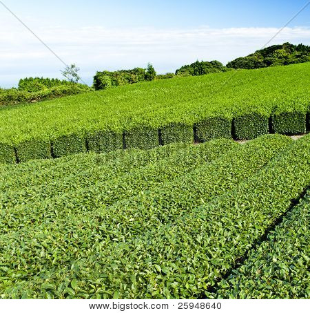 Piantagione di tè verde bella presso Nihondaira, Shizuoka - Giappone