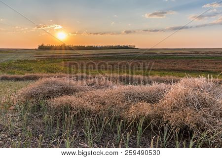 Sunset Over A Canola Field Swath At Harvest Near Swift Current, Saskatchewan, Canada