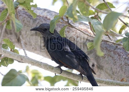 A Red-winged Starling Perches Among Leaves On A Tree In Africa