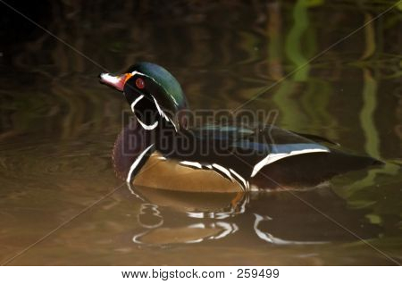 Pato joyuyo