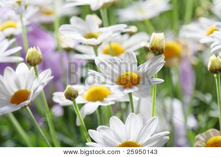 Frühsommer Blumen. kurze Schärfentiefe.