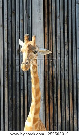 Big Giraffe With Tall Neck In The Zoo