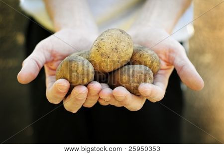 Świeże ziemniaki, które odbyło się w ręce. Krótki głębokość od strefa.