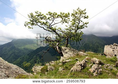 Beautiful Scenery, A Lonely Tree On A Rock