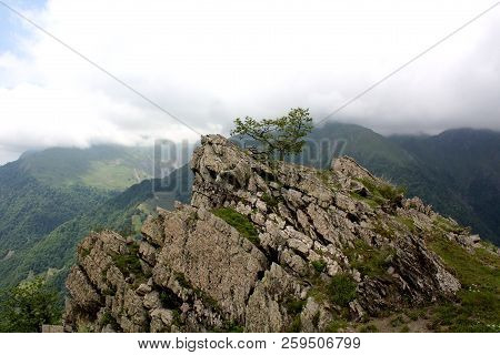 Beautiful Scenery, A Lonely Tree On A Rock