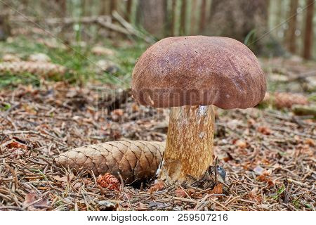 Imleria Badia. Fungus In The Natural Environment.