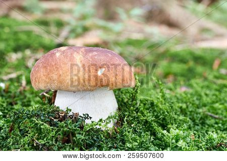 Boletus Edulis. Fungus In The Natural Environment.