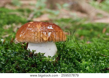 Boletus Edulis. Fungus In The Natural Environment.
