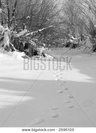 Животных треки
