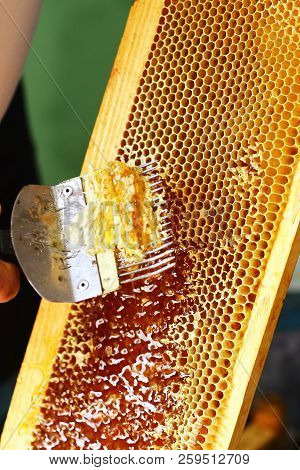 Close-up Beekeeper Uncapping Honeycomb With Special Beekeeping Fork. Raw Honey Being Harvested From 