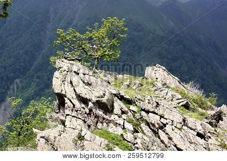 Beautiful Scenery, A Lonely Tree On A Rock