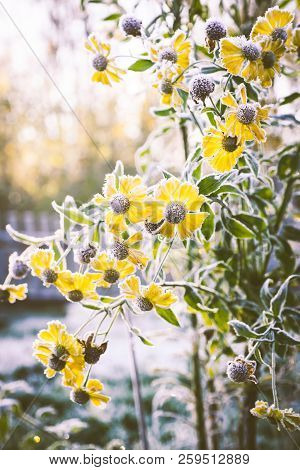Helenium Flower Covered With Frost, Warm Toned Image