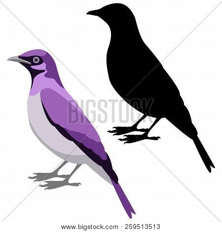 Bird Violet Starling   Vector Illustration Flat Style  Black Silhouette