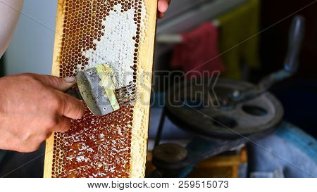 Apiary Hive Frame With Bees Wax Structure Full. Beekeeper Is Uncapping Honeycomb With Uncapping Fork