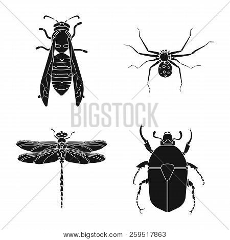 Vector Design Of Insect And Fly Symbol. Set Of Insect And Element Stock Symbol For Web.