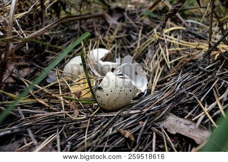 Bird's Nest On The Ground With Shell From Eggs Of Fledglings