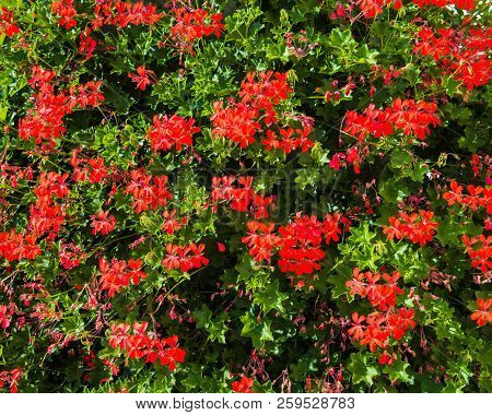 Beautiful Red  Flowers Pelargonium Hang-downing In Macro On The Balcony