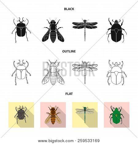 Isolated Object Of Insect And Fly Sign. Collection Of Insect And Element Stock Symbol For Web.