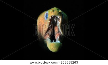 Panamic Green Moray (gymnothorax Castaneus) With Mouth Wide Open, On Black Background. Coiba, Panama