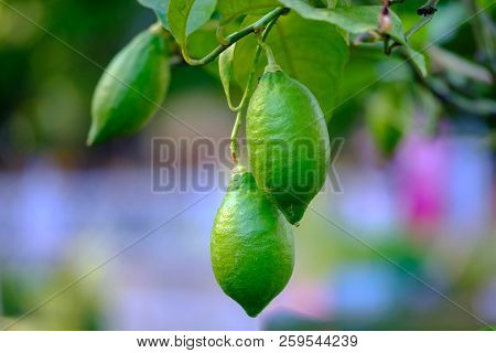 Green Lemons On Branch Of Lemon Tree.