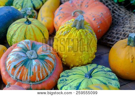 Various Of Decorative Colorful Pumpkins After Autumn Harvest On Farmer Market.