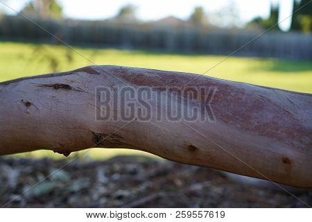 Close Up View Of Leg Shaped Tree Log