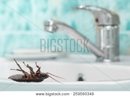 Dead Cockroach On The Washstand On The Background Of The Water Faucet And Blue Tile In Bathroom. Ins
