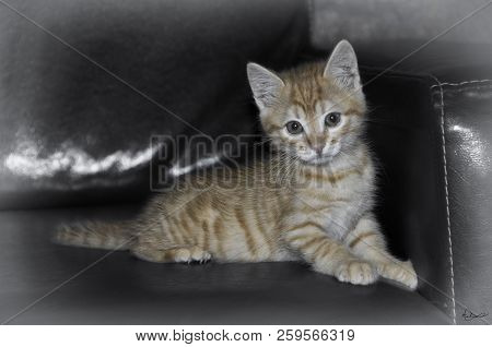 Beautiful Cat Garden Flyer Babycat Nature Color Fluffy