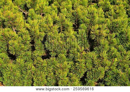 Pinus Mugo Tree, Known As The Creeping Pine Or Dwarf Mountainpine