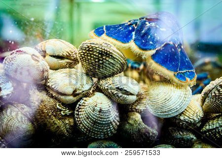 View From Back On Tail Of Live Exotic And Expensive Crayfish Placed In Aquarium On Pile Live Clams, 