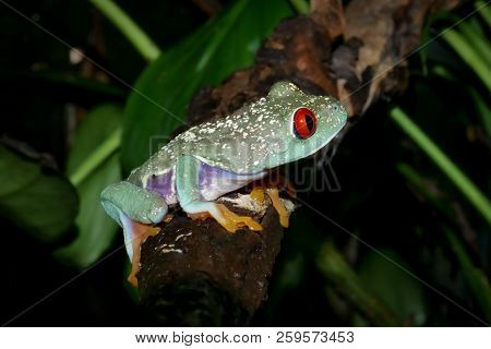 Beautiful Red Eyed Tree Frog On Branch