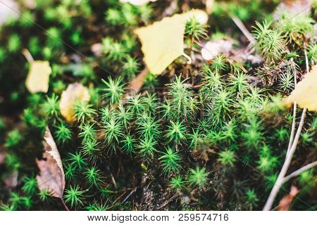 Moss Grows On The Tree With Dry Leaf. Beautiful Background Of Moss. Nature, Wildlife