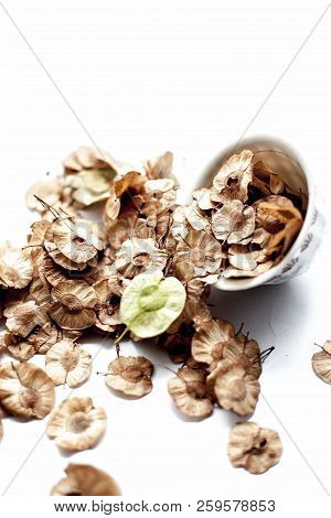 Close Up Of Dried Leaves Of Pipado, Or Pipadi, Or Indian Rosewood Or Pippala Tree Or Sacred Fig Or F