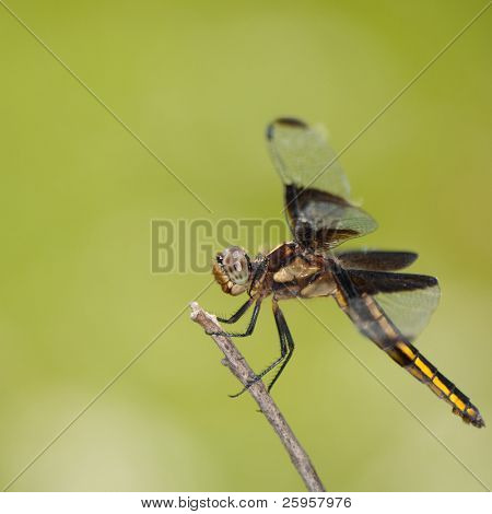 Enke dragonfly hvilende på en kvist