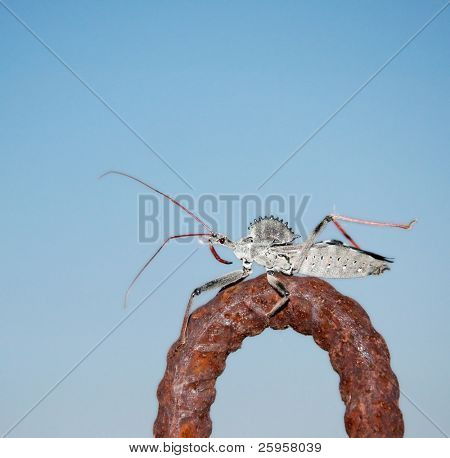 Wheelbug บนเหล็กกับฟ้า