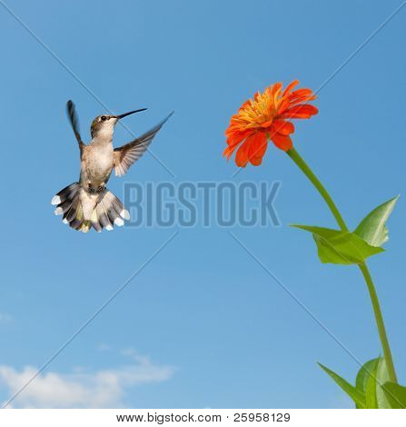 Ženské kolibřík rubínohrdlý létající do pomerančového květu cínie