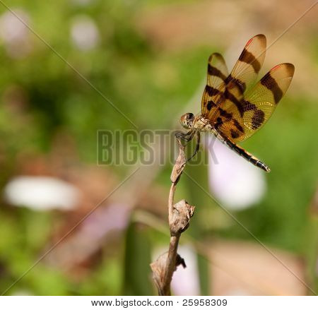 Halloween Pennant dragonfly perched on a dried flower stalk