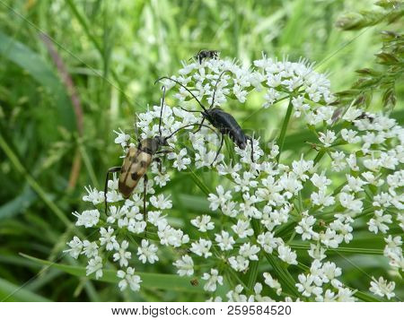 Harlequin Longhorn Bug And A Thistle Longhorn Beetle On A White Blossom