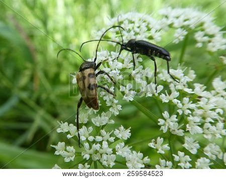 Harlequin Longhorn Bug And A Thistle Longhorn Beetle On A White Blossom