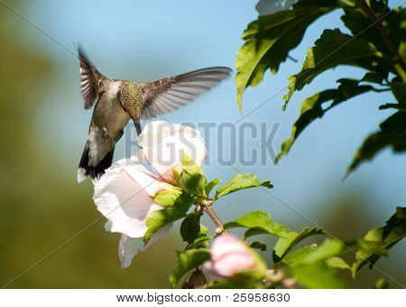 Ruby - throated Hummingbird karmienia na kwiat Althea