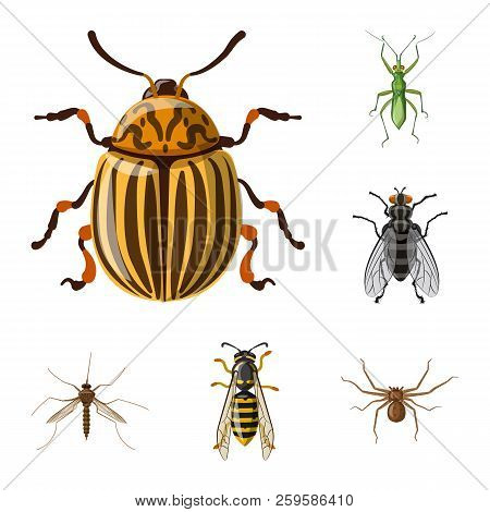 Vector Illustration Of Insect And Fly Symbol. Collection Of Insect And Element Stock Vector Illustra
