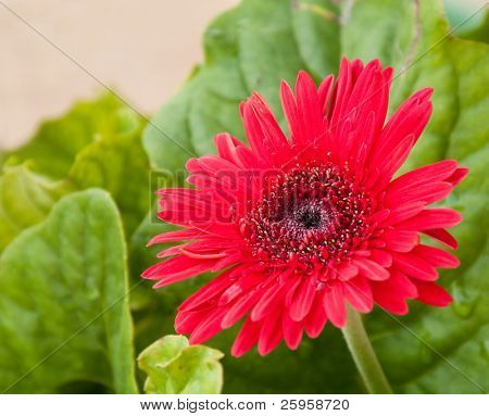 Parlak kırmızı Gerbera papatya yağmur suyu ile sonra