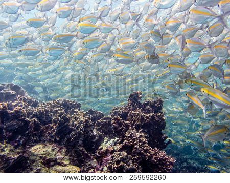 Underwater Photos Group Of Goldband Fusilier Or Pterocaesio Chrysozona Is A Sea Fish Herd With A Bri